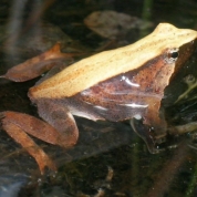 A dispărut specia de broaște denumită după savantul Charles Darwin